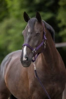 Kantar dla konia Hippo fioletowy roz. Pony Covallie
