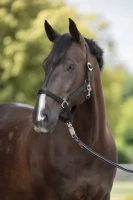 Kantar dla konia Hippo czarny roz. Foal Covalliero