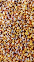 Kukurydza paszowa KAMPOL (25kg)