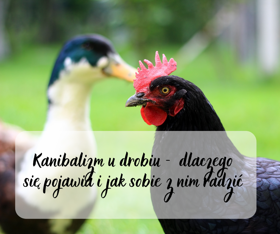 Kanibalizm u droi – skąd się bierze i jak ograniczyć problem w stadzie?