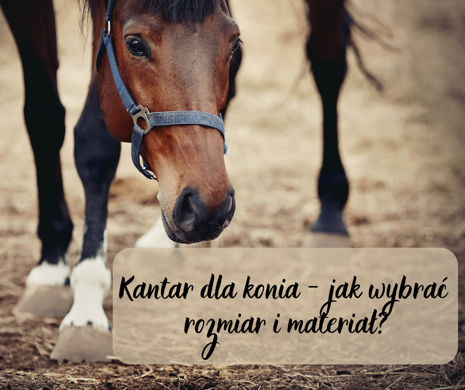 Kantar dla konia – jak wybrać rozmiar i materiał?