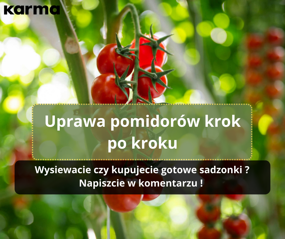 Uprawa pomidorów krok po kroku – praktyczny poradnik !